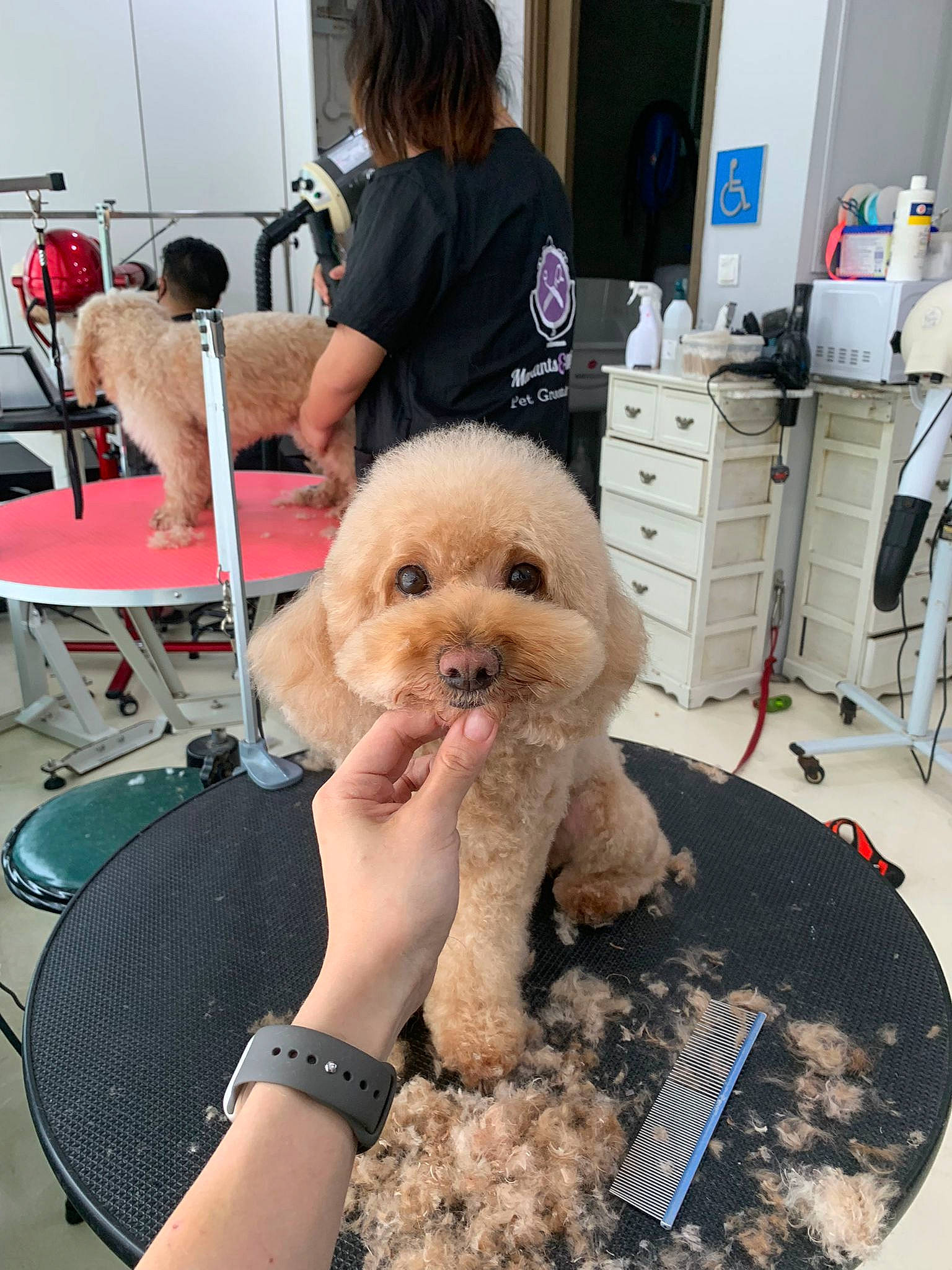 Lulu is registered to the contest to win money with this photo: canidae, carnivore, chair, companion_dog, dog, dog_breed, eyewear, flooring, fur, mammal, poodle, sitting, snout, sporting_group, stuffed_toy, sunglasses, table, toy, toy_dog, vertebrate