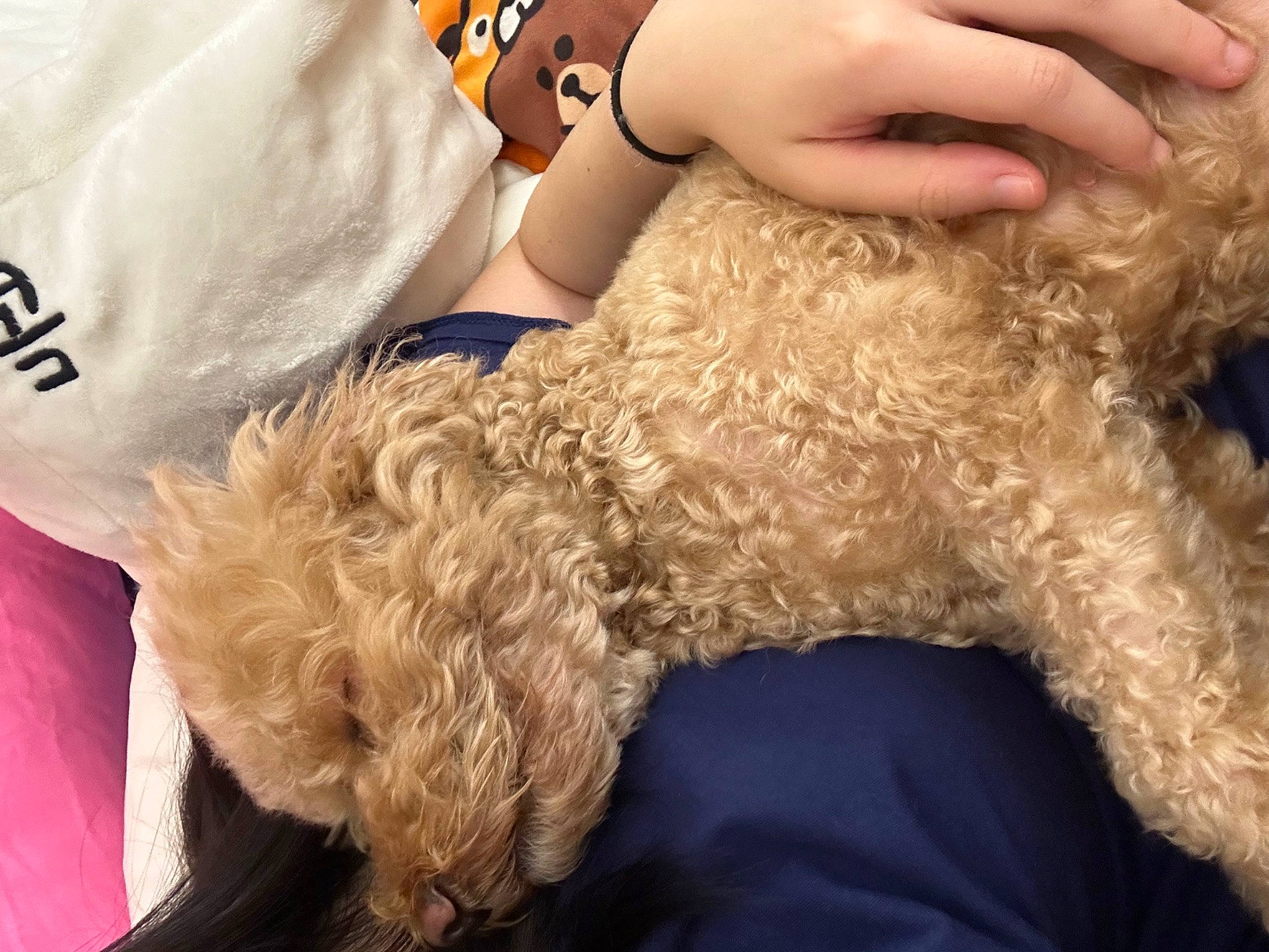 Lulu joined the competition — help win amazing prizes! carnivore, close_up, comfort, companion_dog, dog, dog_breed, electric_blue, fashion_accessory, finger, fur, gesture, glasses, hand, human_leg, nail, poodle, sunglasses, thigh, thumb, wrist