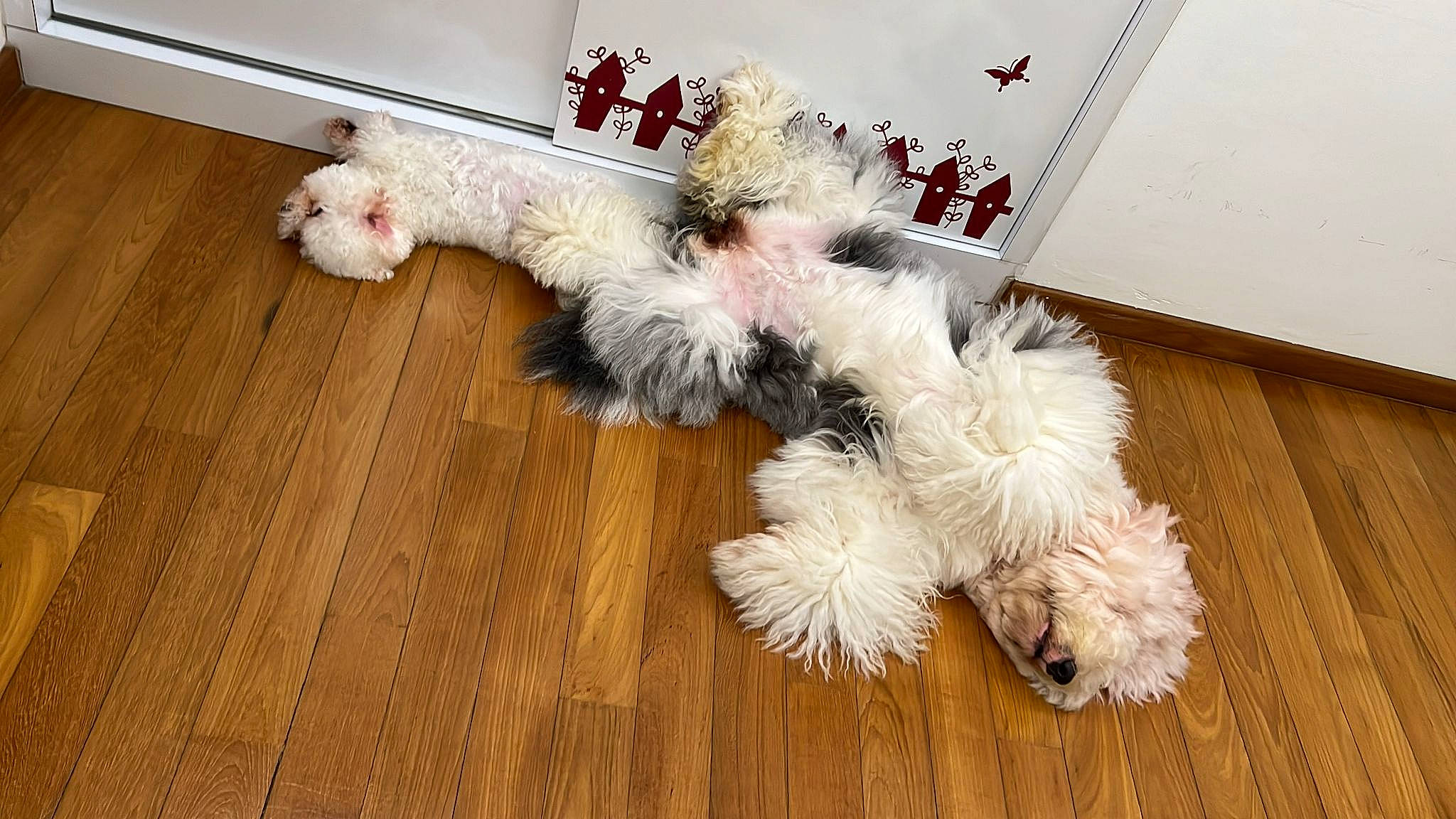 Peach joined the competition — help win amazing prizes! canidae, carnivore, companion_dog, dog_breed, fawn, felidae, floor, flooring, fur, hardwood, laminate_flooring, paw, sporting_group, tail, toy_dog, varnish, whiskers, wood, wood_flooring, wood_stain