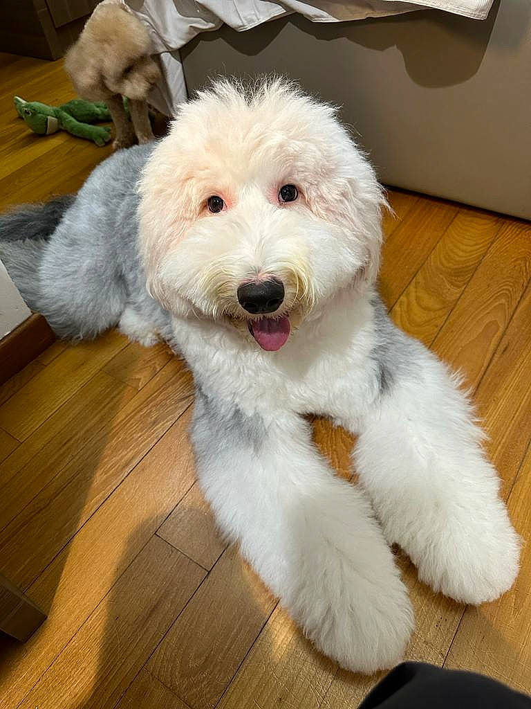 Peach joined the competition — help win amazing prizes! canidae, carnivore, companion_dog, dog, dog_breed, dog_collar, fang, flooring, fur, hardwood, maltepoo, non_sporting_group, poodle, small_terrier, snout, sporting_group, terrier, water_dog, wood, working_animal