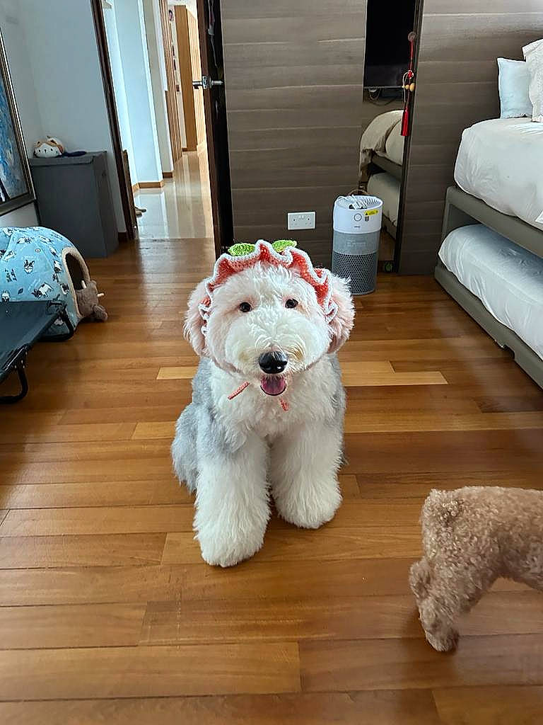 Peach joined the competition — help win amazing prizes! canidae, carnivore, companion_dog, couch, dog, dog_breed, dog_supply, door, flooring, fur, hardwood, snout, sporting_group, stuffed_toy, toy, toy_dog, water_dog, white, wood, wood_flooring