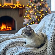 Maya joined the competition — help win amazing prizes! cat, indoor, blanket, knit, chair, fireplace, warm_light, christmas_tree, decorations, bokeh, cozy, relaxed, pet, white_cat, gray_cat, fur, resting, holiday, winter, home