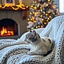 cat, indoor, blanket, knit, chair, fireplace, warm_light, christmas_tree, decorations, bokeh, cozy, relaxed, pet, white_cat, gray_cat, fur, resting, holiday, winter, home