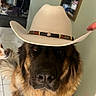 Sanaë participe au concours pour gagner de l'argent avec cette photo : animal, boots, brown_fur, calm, clothing, coat, companion, cowboy_hat, dog, domestic, floor, furniture, hand, indoor, large_dog, looking_at_camera, mirror, pet, reflection, tile