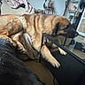 blanket, brown_dog, carpet, couch, cozy, decor, dog, fur, furniture, glass_table, houseplant, indoor, living_room, painting, pet, relaxed, resting, shelf, wooden_frame
