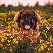 Sanaë participe au concours pour gagner de l'argent avec cette photo : animal, canine, cute, daylight, dog, flower_field, fluffy, furry, grass, nature, outdoor, pet, pink_sky, portrait, relaxed, scenic, summer, tongue_out, wildflowers, yellow_flowers
