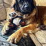 Sanaë participe au concours pour gagner de l'argent avec cette photo : animal, blanket, brown_fur, canine, comfort, companion, couch, cozy, dog, furniture, home, indoor, large_dog, panda, pet, plush, relaxed, resting, soft_texture, stuffed_toy
