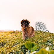 Sanaë participe au concours pour gagner de l'argent avec cette photo : dog, pet, canine, fluffy, tongue_out, sitting, grass, field, outdoor, portrait, nature, fur, happy, landscape, bokeh, tree, sky, sunset_tone, greenery, logo
