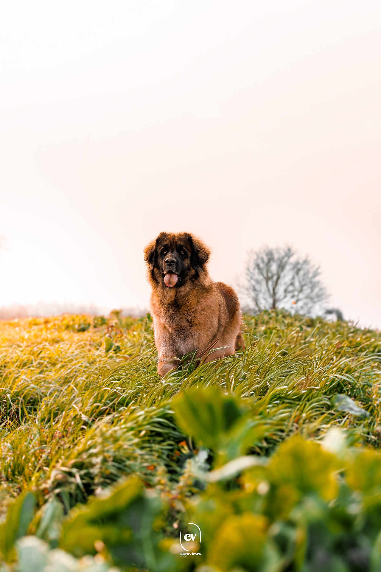 Sanaë participe au concours pour gagner de l'argent avec cette photo : dog, pet, canine, fluffy, tongue_out, sitting, grass, field, outdoor, portrait, nature, fur, happy, landscape, bokeh, tree, sky, sunset_tone, greenery, logo