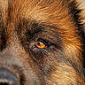 animal, black, brown, canine, close_up, detail, dog, eye, focus, fur, macro, muzzle, nature, outdoor, pet, portrait, snout, texture, watchful, wildlife