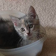 Sophie joined the competition — help win amazing prizes! animal, carpet, cat, container, curious, cute, ears, eyes, face, feline, fur, head, indoor, kitten, pet, plastic, resting, small, whiskers, young