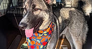 Silas is registered to the contest to win money with this photo: autumn, bandana, canine, car_trunk, cardboard, dog, ears_up, fall_leaves, fur, happy, leash, outdoor, pet, pumpkins, standing, sunlight, tail, tongue_out, vehicle, water_bowl