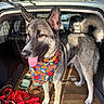 autumn, bandana, canine, car_trunk, cardboard, dog, ears_up, fall_leaves, fur, happy, leash, outdoor, pet, pumpkins, standing, sunlight, tail, tongue_out, vehicle, water_bowl