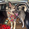 Silas joined the competition — help win amazing prizes! animal, bandana, car_trunk, cardboard, collar, dog, ears, fur, gray, happy, leash, outdoor, pet, red, sunlight, tail, tongue_out, transport, vehicle, water_bowl