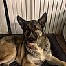 animal, blinds, canine, companion, cushion, cute, dog, domestic_animal, ears, face, fur, german_shepherd, indoor, lying_down, muzzle, paw, pet, relaxed, resting, tongue_out