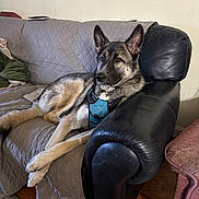 Silas joined the competition — help win amazing prizes! dog, german_shepherd, couch, quilted_blanket, leather_armrest, harness, living_room, wooden_floor, rug, pet, relaxed, indoors, furniture, canine, companion, resting, animal, household, domestic, quiet