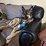 dog, german_shepherd, couch, quilted_blanket, leather_armrest, harness, living_room, wooden_floor, rug, pet, relaxed, indoors, furniture, canine, companion, resting, animal, household, domestic, quiet