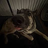 Silas joined the competition — help win amazing prizes! animal, blinds, canine, close_up, cute, dog, fan, fisheye_effect, floor, funny, fur, indoor, muzzle, nose, paw, pet, portrait, smiling, tongue, wide_angle