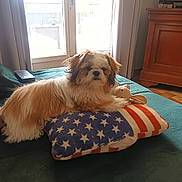 Aldo a rejoint le concours — aidez-le/la à gagner de superbes lots ! dog, bed, pillow, plush_toy, indoor, window, curtains, wooden_cabinet, fur, resting, cozy, pet, animal, living_room, soft, stars, stripes, american_flag_pattern, comfort, relaxation