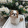 Aldo participe au concours pour gagner de l'argent avec cette photo : dog, shih_tzu, fluffy, white, brown, flowers, white_flowers, green_leaves, outdoor, garden, table, pet, cute, small_dog, fur, plant, nature, leafy, animal, sitting