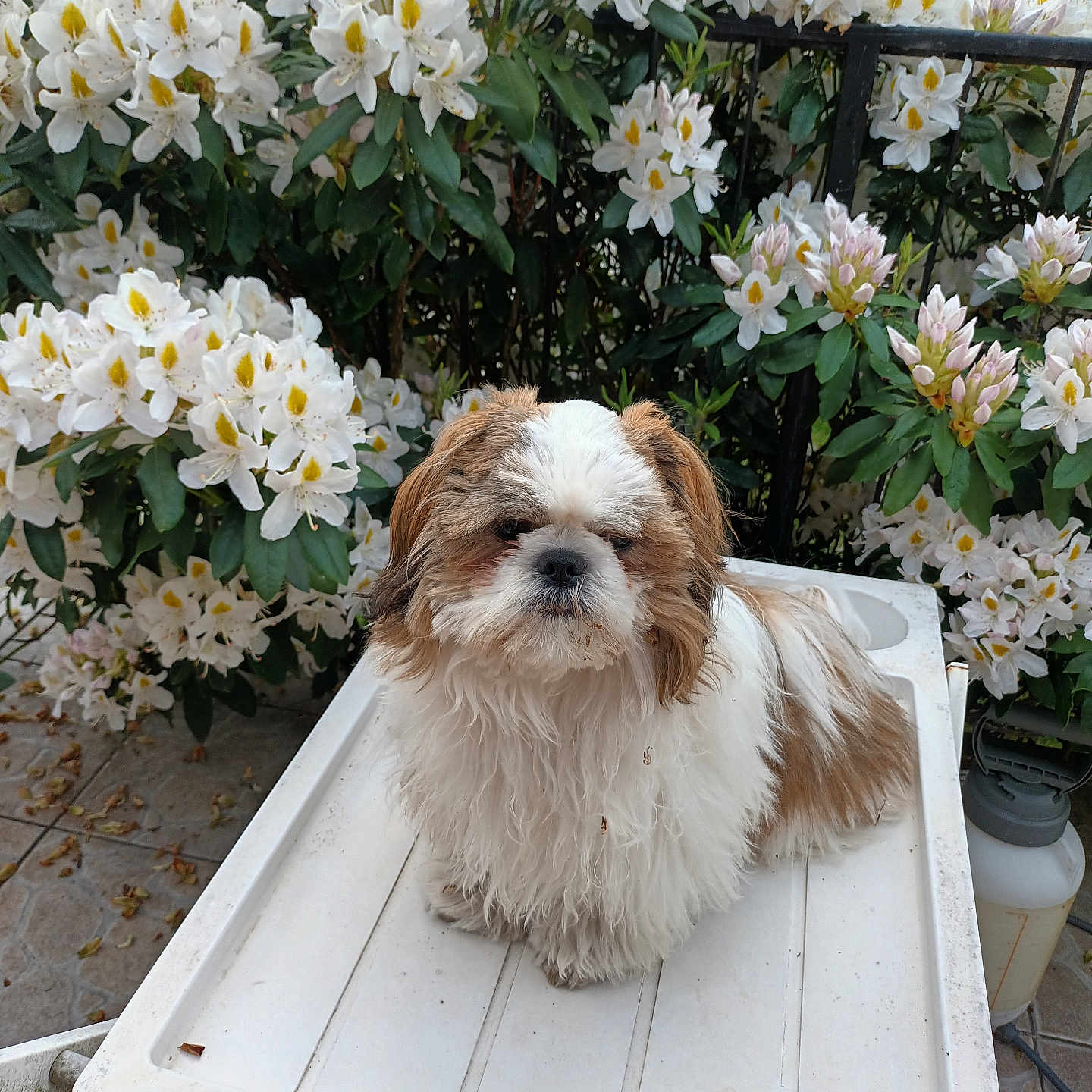 Aldo participe au concours pour gagner de l'argent avec cette photo : dog, shih_tzu, fluffy, white, brown, flowers, white_flowers, green_leaves, outdoor, garden, table, pet, cute, small_dog, fur, plant, nature, leafy, animal, sitting