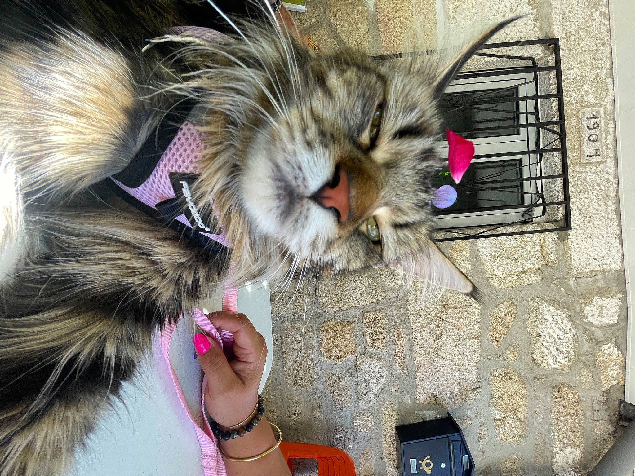 Shanelle participe au concours pour gagner de l'argent avec cette photo : bracelet, carnivore, cat, claw, comfort, domestic_short_haired_cat, eyewear, fashion_accessory, felidae, fur, gesture, hand, nail, nap, paw, sleep, small_to_medium_sized_cats, snout, vision_care, whiskers