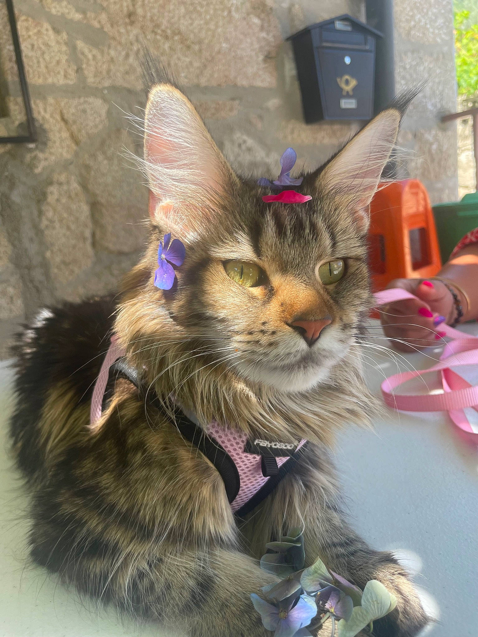 Shanelle participe au concours pour gagner de l'argent avec cette photo : carnivore, cat, claw, collar, domestic_short_haired_cat, event, fashion_accessory, fawn, feather, felidae, foot, fur, holiday, leash, paw, small_to_medium_sized_cats, snout, tableware, tail, whiskers