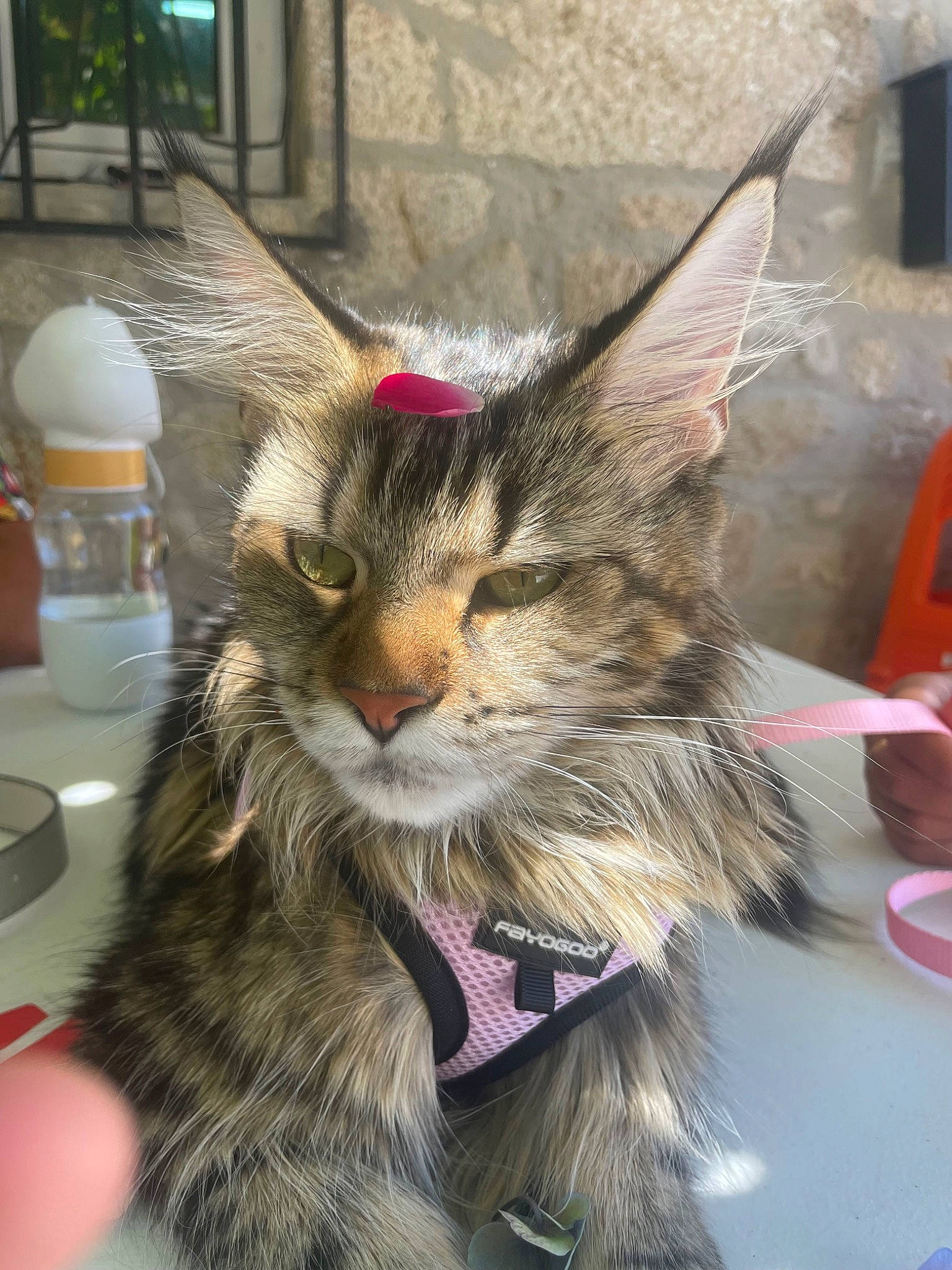 Shanelle a rejoint le concours — aidez-le/la à gagner de superbes lots ! carnivore, cat, claw, domestic_short_haired_cat, felidae, foot, fur, paw, plant, small_to_medium_sized_cats, snout, tableware, tail, whiskers, window