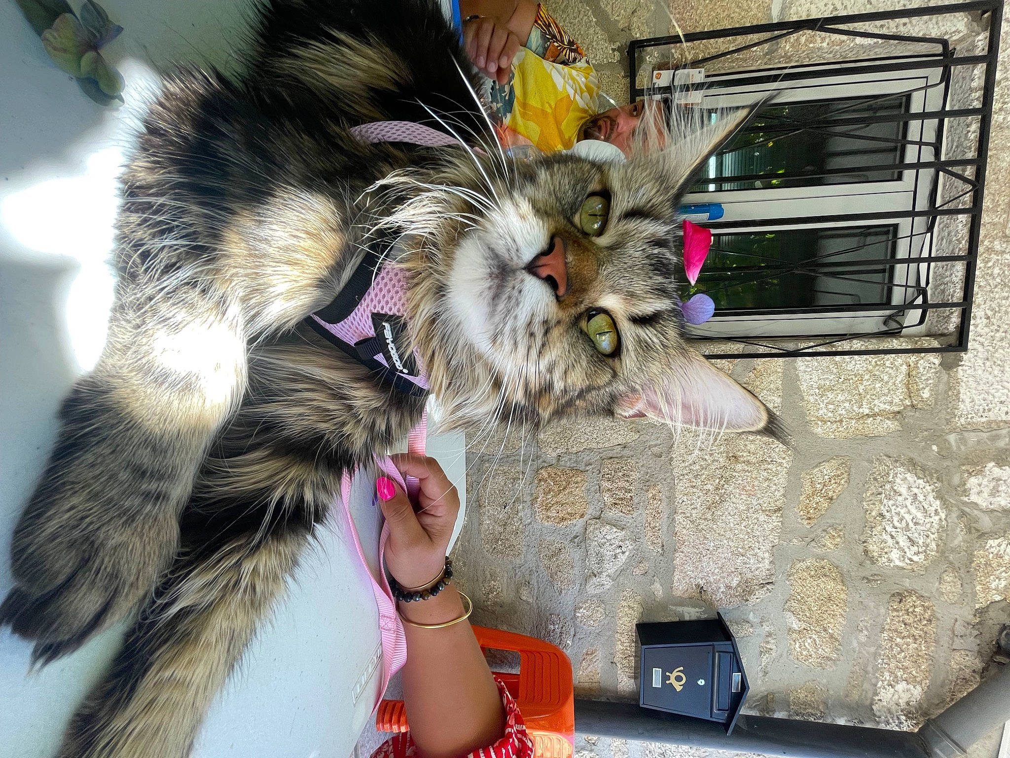 Shanelle participe au concours pour gagner de l'argent avec cette photo : bag, canidae, carnivore, cat, claw, collar, companion_dog, dog_breed, domestic_short_haired_cat, fashion_accessory, fawn, felidae, fur, lap, paw, small_to_medium_sized_cats, snout, tail, whiskers, window