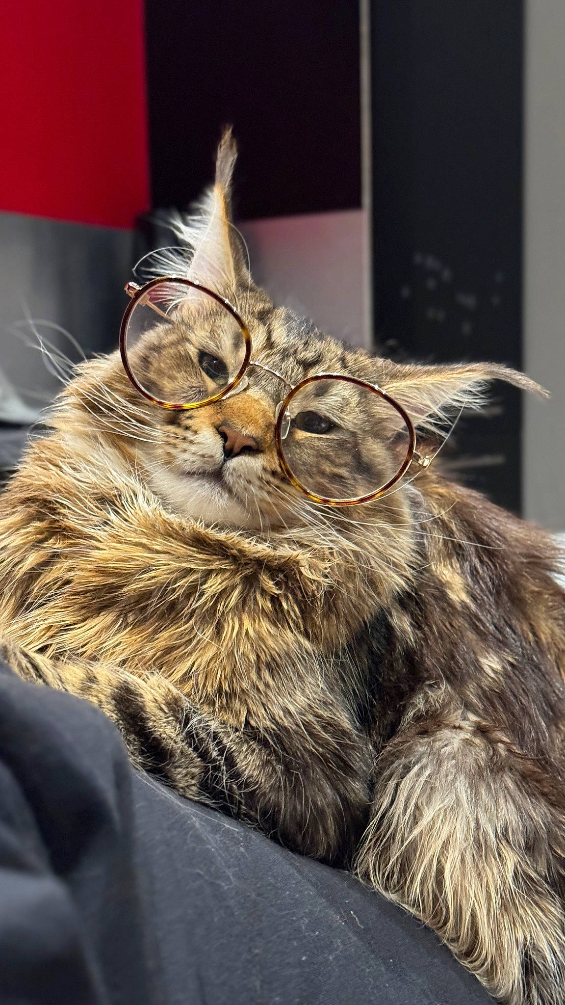 Timberland a rejoint le concours — aidez-le/la à gagner de superbes lots ! carnivore, cat, event, eyewear, felidae, fur, natural_material, personal_protective_equipment, small_to_medium_sized_cats, snout, terrestrial_animal, whiskers, wood