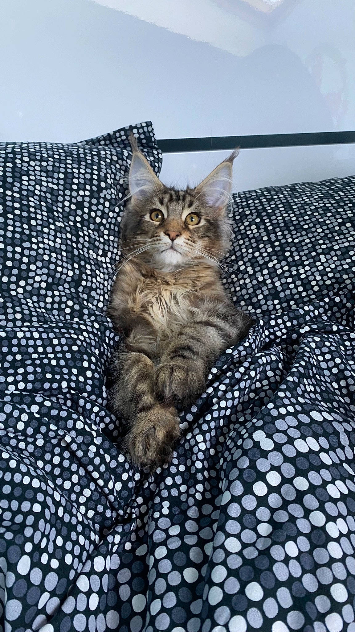 Timberland a rejoint le concours — aidez-le/la à gagner de superbes lots ! asphalt, carnivore, cat, comfort, domestic_short_haired_cat, fawn, felidae, flooring, fur, grey, pattern, paw, plant, road_surface, sitting, small_to_medium_sized_cats, snout, tail, whiskers, wood