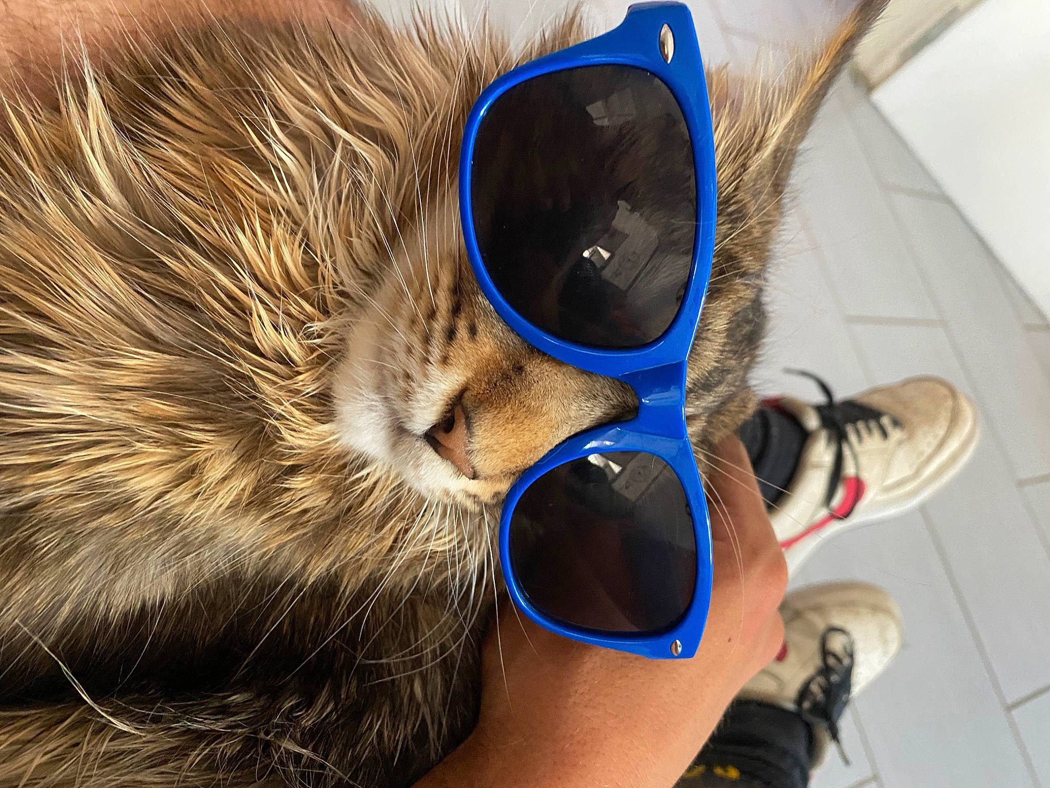 Timberland participe au concours pour gagner de l'argent avec cette photo : audio_equipment, carnivore, cat, close_up, comfort, electric_blue, electronic_device, eyewear, fashion_accessory, fawn, felidae, fur, gadget, human_leg, personal_protective_equipment, shoe, small_to_medium_sized_cats, snout, whiskers, wood