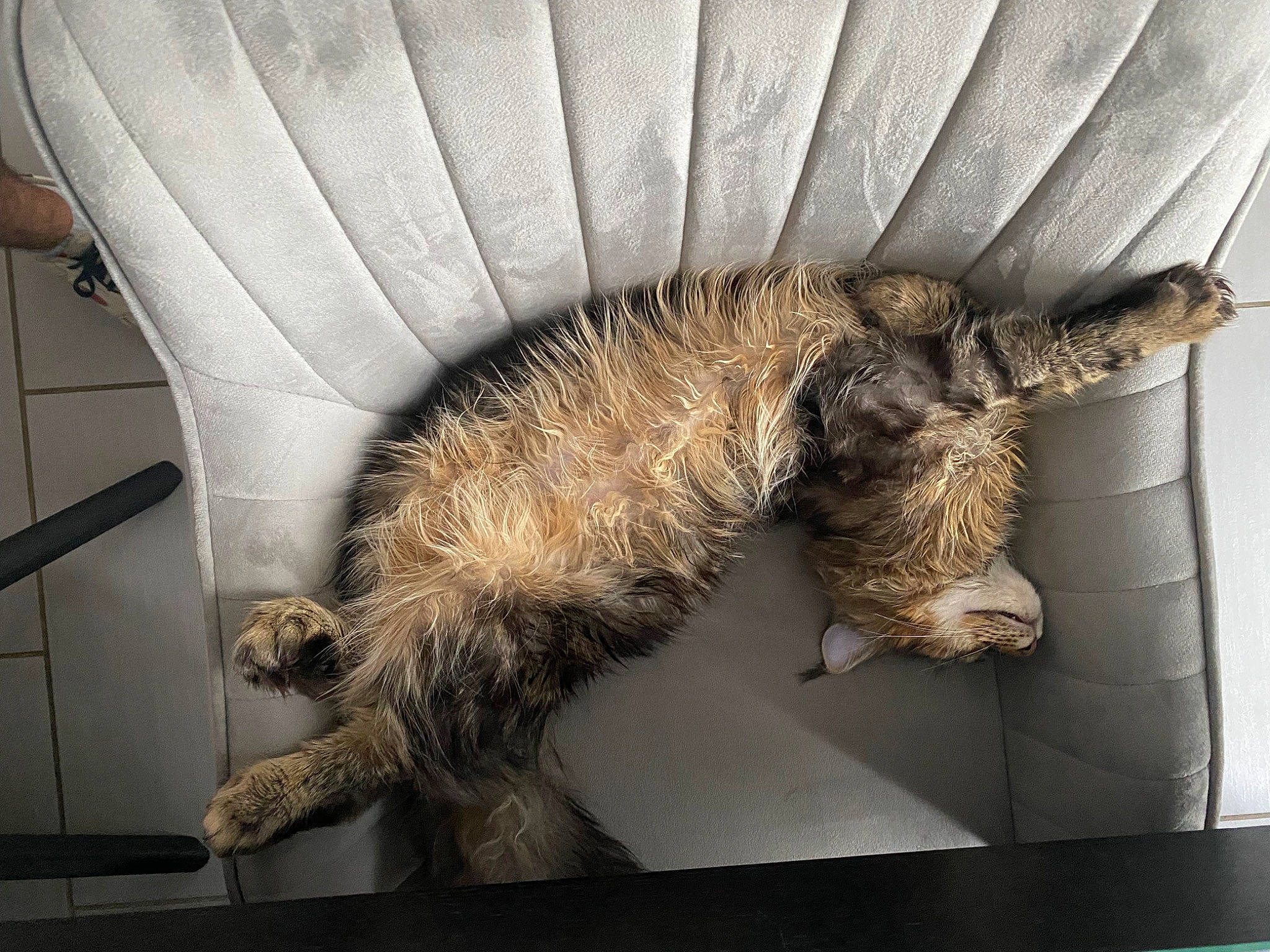 Timberland participe au concours pour gagner de l'argent avec cette photo : canidae, carnivore, cat, claw, comfort, domestic_short_haired_cat, felidae, fur, iguania, metal, nap, paw, small_to_medium_sized_cats, snout, sporting_group, tail, terrestrial_animal, whiskers, wildlife, wood