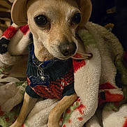 Amor joined the competition — help win amazing prizes! animal, blanket, closeup, couch, cozy, cute, dog, eyes, furniture, hands, hat, indoor, pet, portrait, resting, rings, small_dog, snuggle, sweater, warm