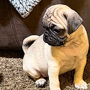 Oatie is registered to the contest to win money with this photo: dog, pug, puppy, pet, animal, wrinkles, sitting, indoor, living_room, carpet, couch, blanket, leather, home, portrait, cute, small_dog, short-haired, facial_expression, domestic_animal