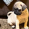 dog, pug, puppy, pet, animal, wrinkles, sitting, indoor, living_room, carpet, couch, blanket, leather, home, portrait, cute, small_dog, short-haired, facial_expression, domestic_animal