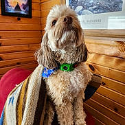 Finn joined the competition — help win amazing prizes! artwork, blanket, brown_nose, cabin_interior, cozy, curly_fur, dog, doodle, expressive_eyes, fluffy, framed_poster, green_collar, indoor, pet, portrait, red_chair, sitting, small_dog, striped_blanket, wood_paneling