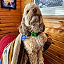 artwork, blanket, brown_nose, cabin_interior, cozy, curly_fur, dog, doodle, expressive_eyes, fluffy, framed_poster, green_collar, indoor, pet, portrait, red_chair, sitting, small_dog, striped_blanket, wood_paneling