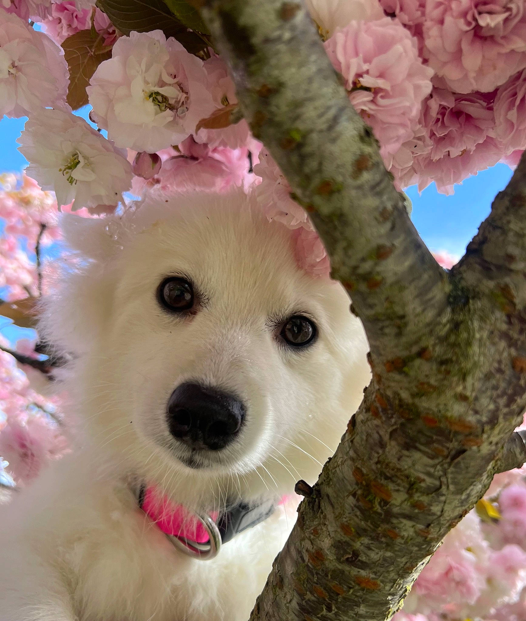 Habby participe au concours pour gagner de l'argent avec cette photo : branch, cap, carnivore, collar, companion_dog, dog, dog_breed, dog_clothes, dog_collar, dog_supply, fawn, flower, hat, petal, plant, stuffed_toy, toy, trunk, twig, working_animal