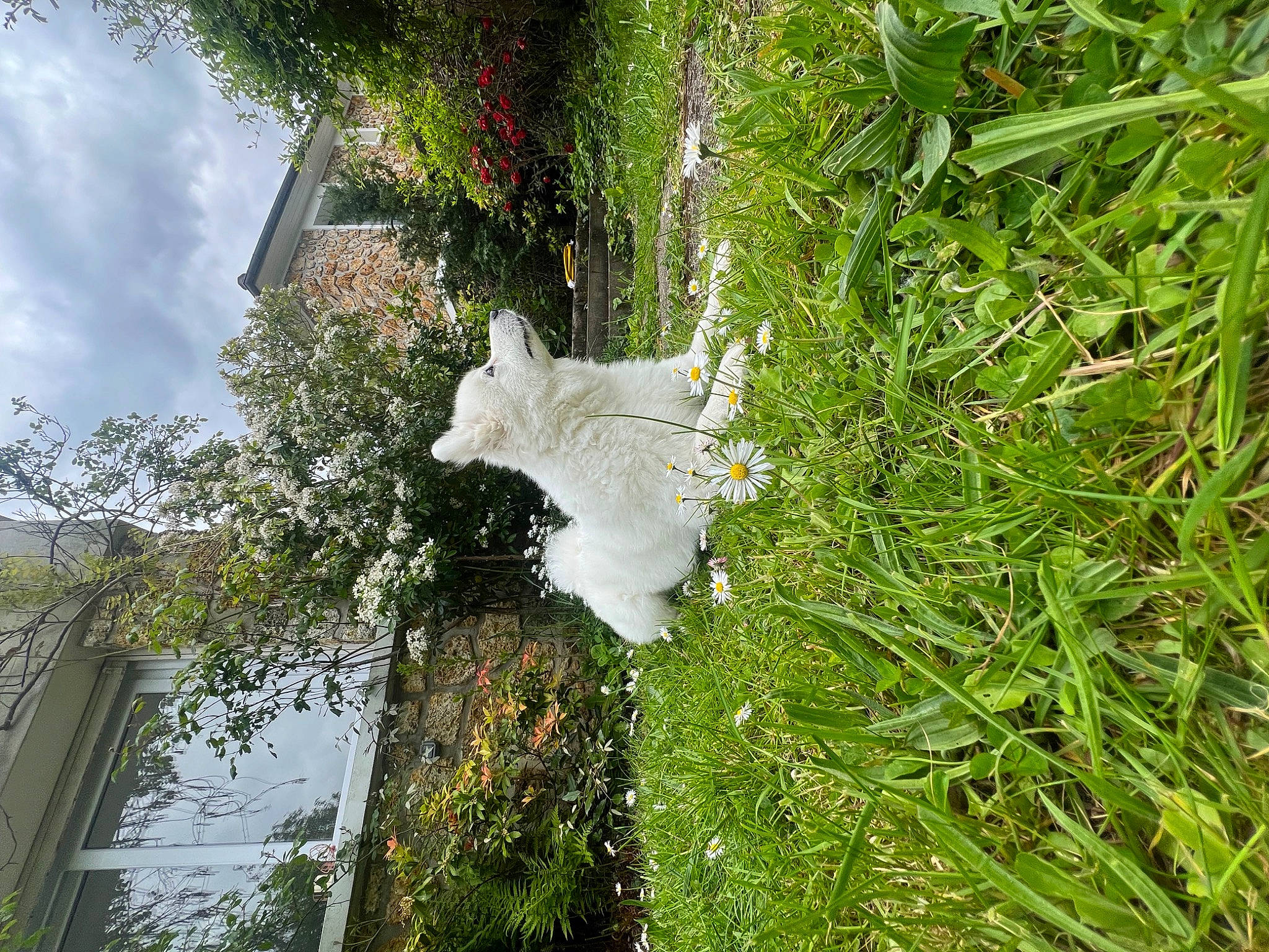 Habby a rejoint le concours — aidez-le/la à gagner de superbes lots ! building, cloud, flower, flowering_plant, garden, grass, grass_family, groundcover, house, landscape, plant, shrub, sky, terrestrial_plant, tree, trunk, vegetation, water, watercourse, wood