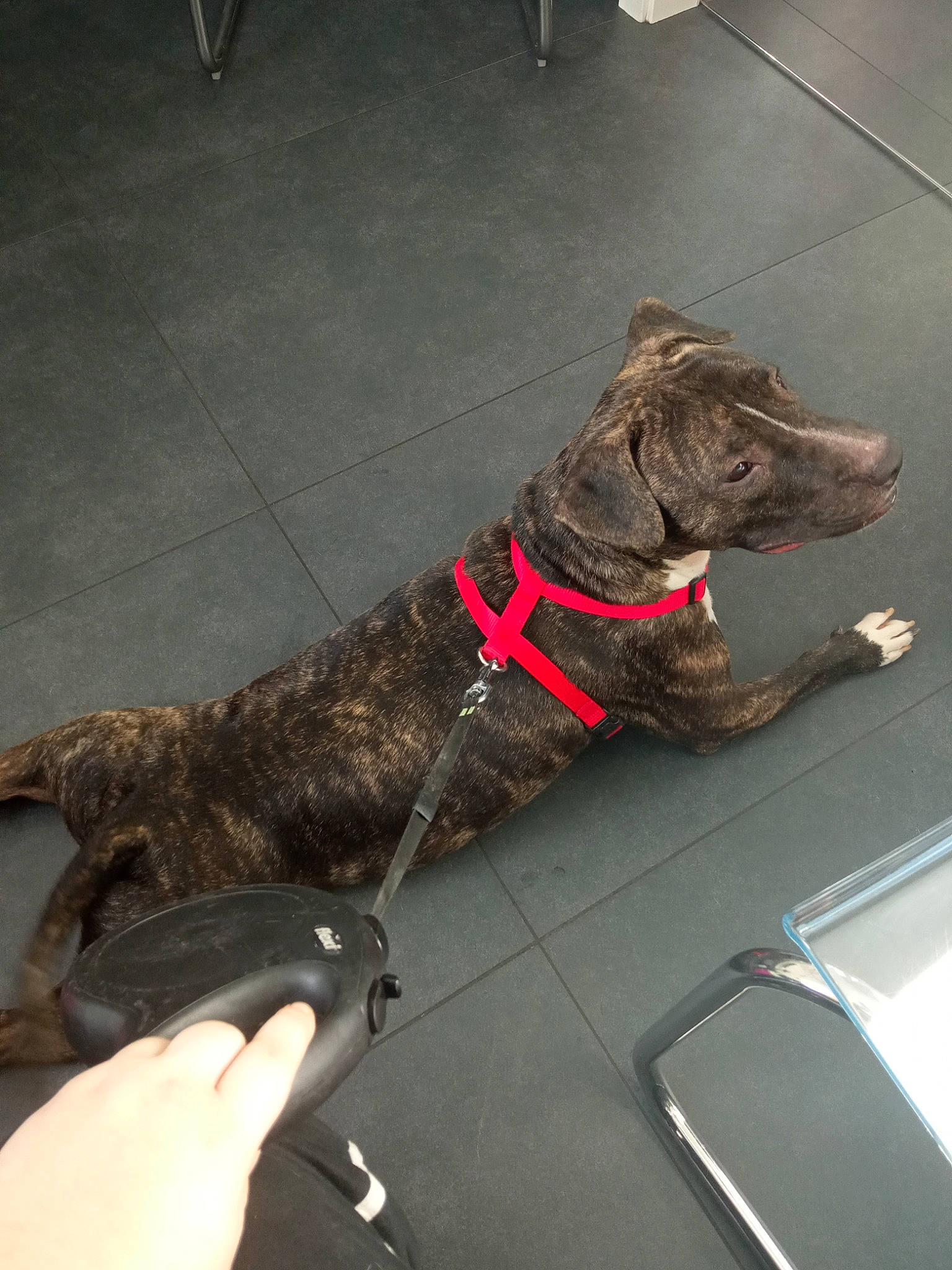 Kuma a rejoint le concours — aidez-le/la à gagner de superbes lots ! canidae, carnivore, claw, collar, companion_dog, dog, dog_breed, dog_collar, dog_supply, flooring, fur, giant_dog_breed, leash, liver, pet_supply, plott_hound, sporting_group, tail, water_dog, working_animal