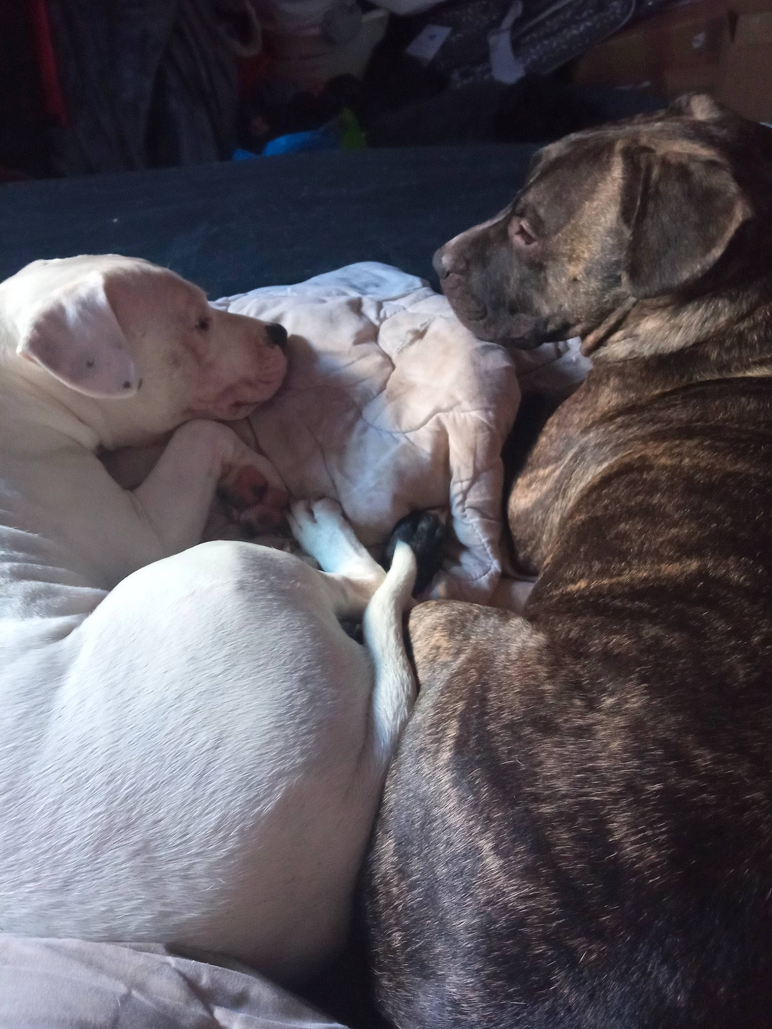 Kuma participe au concours pour gagner de l'argent avec cette photo : canidae, carnivore, comfort, companion_dog, dog, dog_breed, fawn, fur, grey, guard_dog, nap, non_sporting_group, sleep, snout, sporting_group, terrestrial_animal, tree, whiskers, wrinkle