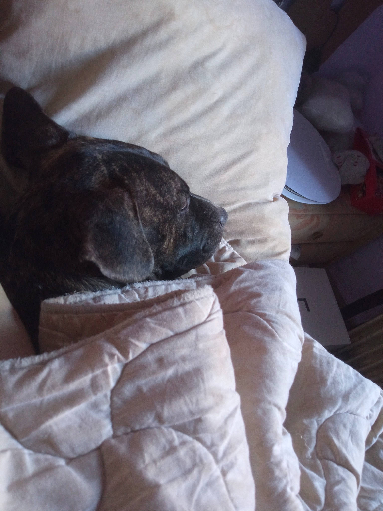 Kuma participe au concours pour gagner de l'argent avec cette photo : bedding, carnivore, comfort, companion_dog, dog_breed, duvet, fawn, felidae, fur, grey, human_leg, linens, room, small_to_medium_sized_cats, sporting_group, tail, textile, thigh, tints_and_shades, whiskers