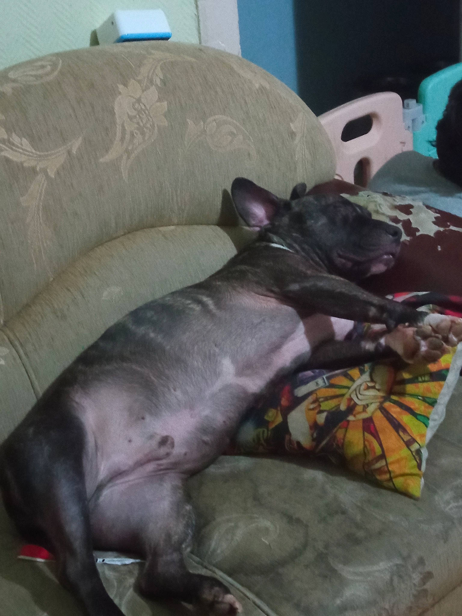 Kuma a rejoint le concours — aidez-le/la à gagner de superbes lots ! canidae, carnivore, comfort, companion_dog, dog, dog_breed, dog_supply, fawn, grey, guard_dog, linens, liver, nap, non_sporting_group, snout, sporting_group, tail, terrestrial_animal, whiskers, working_animal