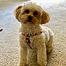 Chloe is registered to the contest to win money with this photo: adorable, animal, background, canine, carpet, cute, dog, domestic, fluffy, fur, harness, indoor, light, looking, natural_light, pet, puppy, shadow, small_dog, standing