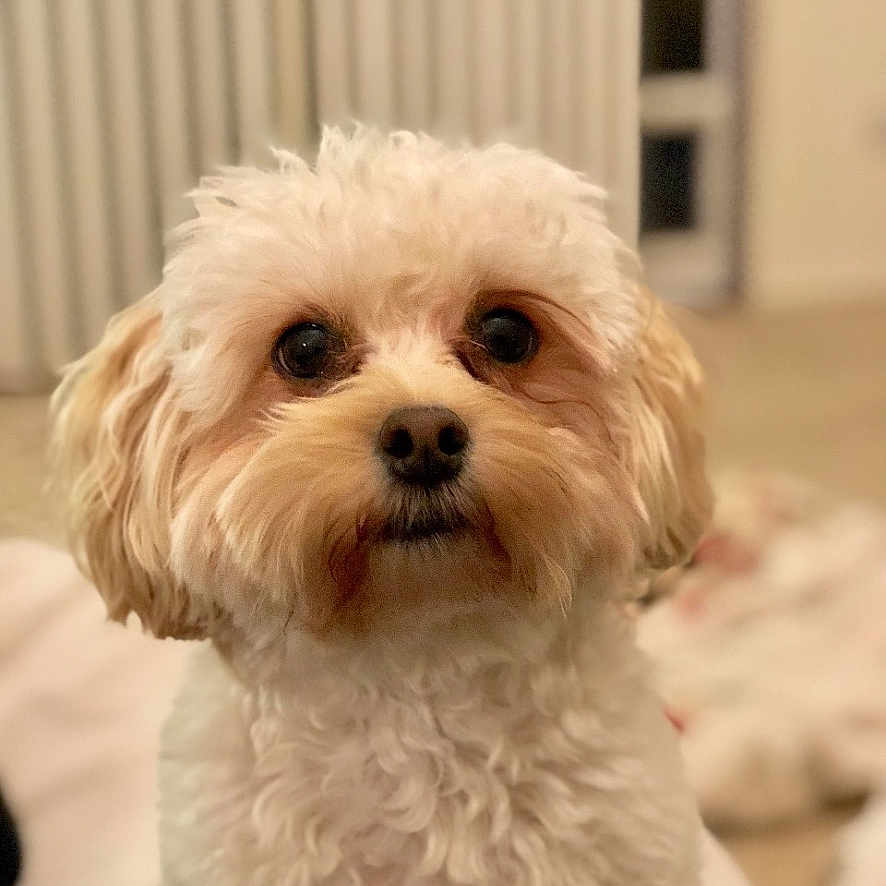 Chloe