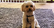 Chloe joined the competition — help win amazing prizes! dog, small_dog, indoor, rug, carpet, window, vertical_blinds, sunlight, greenery, pet, fluffy, sitting, fur, domestic_animal, cozy, home, floor, leash, background, natural_light