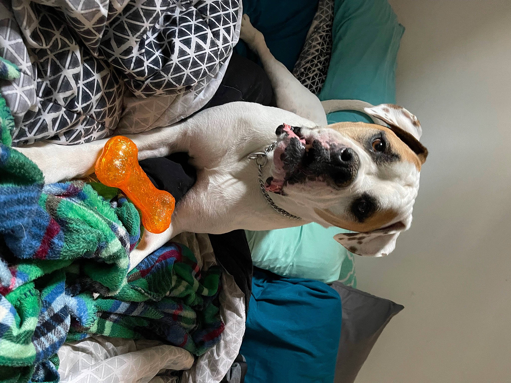 Mack is registered to the contest to win money with this photo: carnivore, collar, comfort, companion_dog, dog, dog_breed, dog_collar, dog_supply, eyewear, fashion_accessory, fawn, leash, pattern, selfie, sporting_group, whiskers, wool, woolen, working_animal, woven_fabric