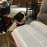 Danny joined the competition — help win amazing prizes! dog, small_dog, black_and_white, book, reading, table, wooden_table, indoor, people, chairs, background, blurred_background, curious, pet, collar, seated, public_place, restaurant, floor, light