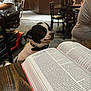 dog, small_dog, black_and_white, book, reading, table, wooden_table, indoor, people, chairs, background, blurred_background, curious, pet, collar, seated, public_place, restaurant, floor, light